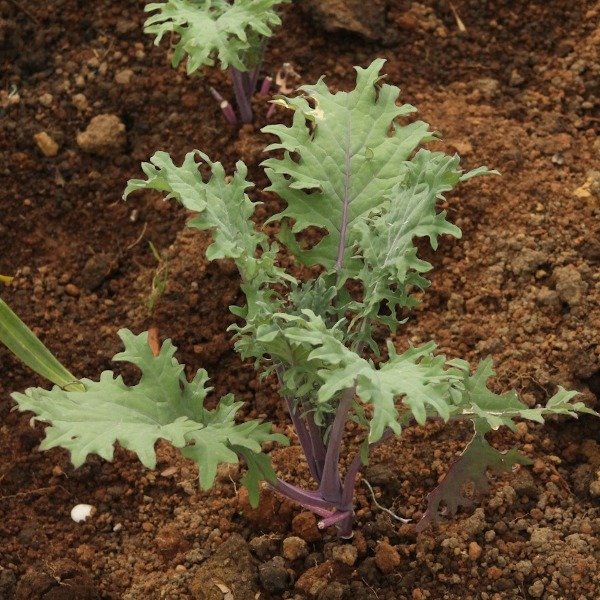 Producto - Plantines agroecologicos de kale ruso