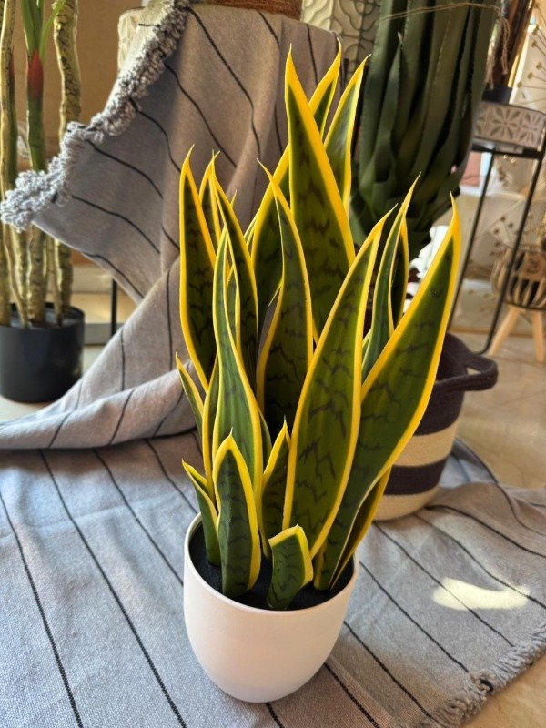 Producto - Planta Sanseviera maceta blanca 48 cm ( Efectivo: 79.920)