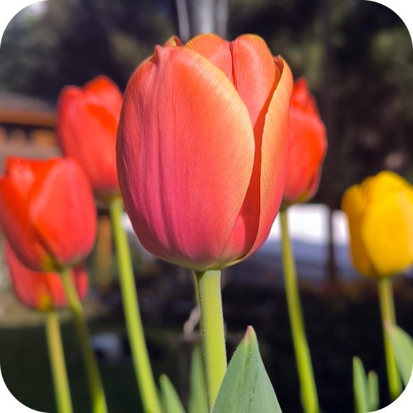 Producto - Ad Rem - Pack x 10 bulbos