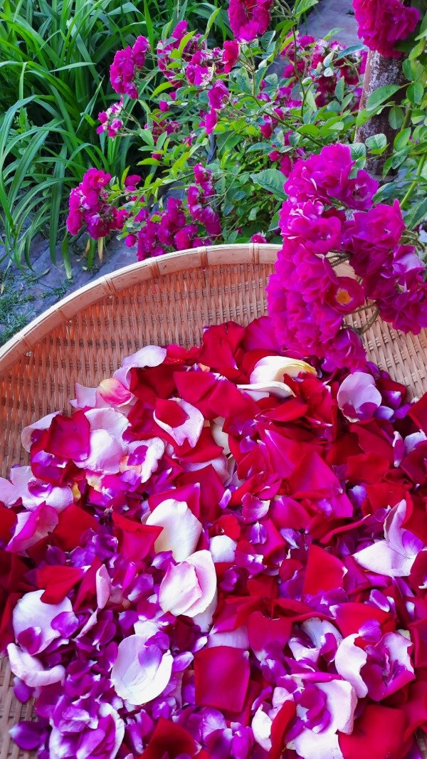 Producto - Pétalos de Rosas