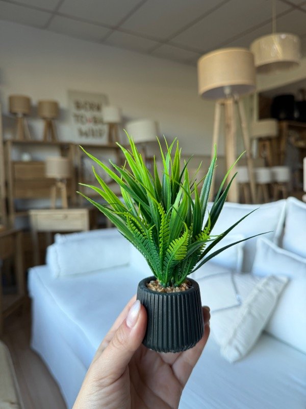 Producto - Plantita mini