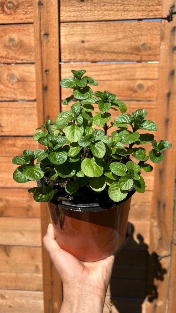 Producto - Menta - 0