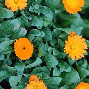 Producto - Calendula officinalis x cajón