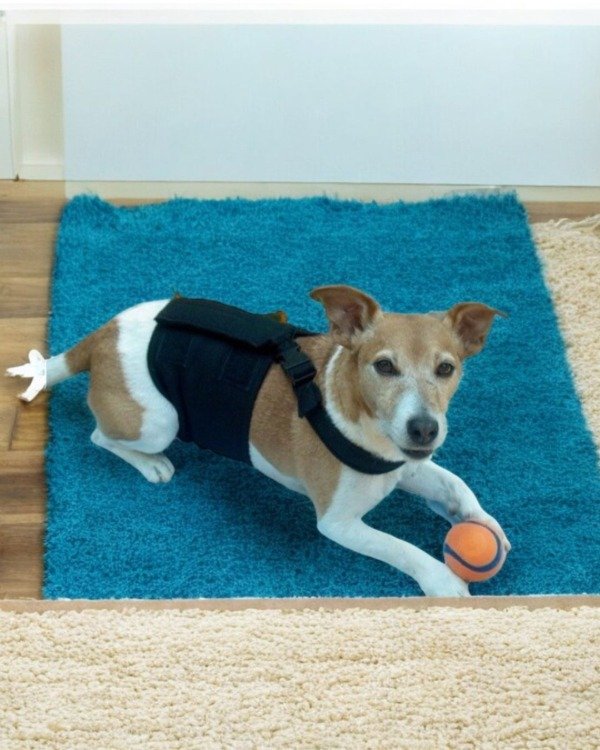 Producto - Faja Post-Operatoria para Mascotas