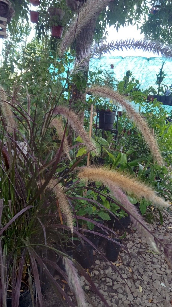 Producto - Pennisetum - 0