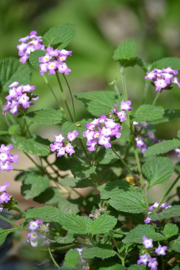 Producto - Lantana megapotamica