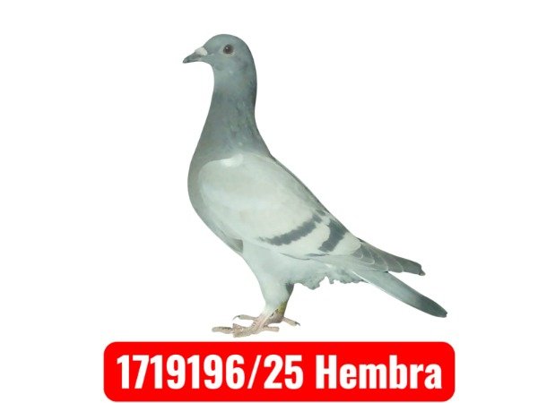 Producto - 1719196/ 25 Hembra (Reanillado)