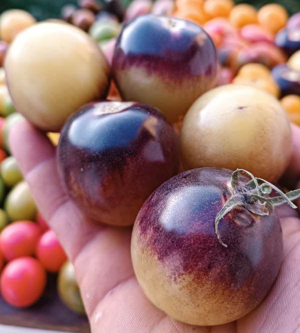 Producto - 150 SEMILLAS DE TOMATE WHITE PURPLE