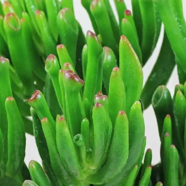 Producto - Oreja de Shrek