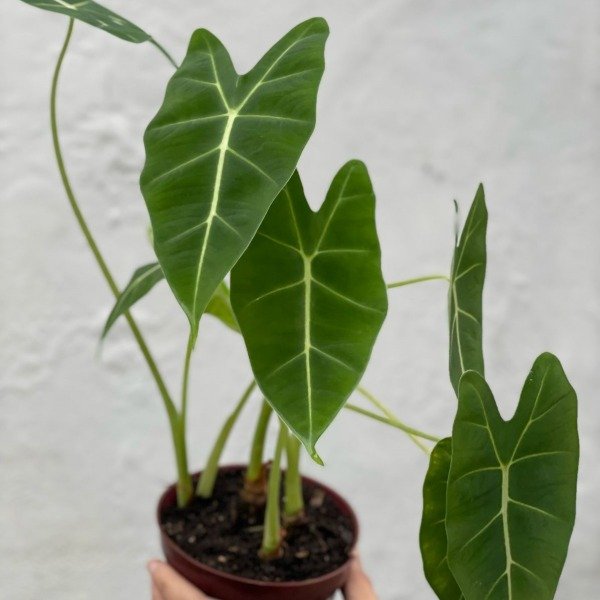 Producto - Alocasia Frydek m12