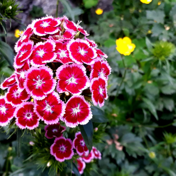 Producto - CLAVEL DEL POETA