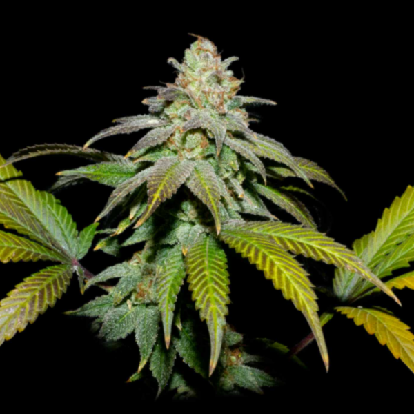 Producto - SECRETFILE GUAVA X FPO (TROPICAL)