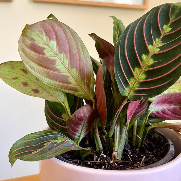 Producto - Maranta Leuconeura Tricolor S