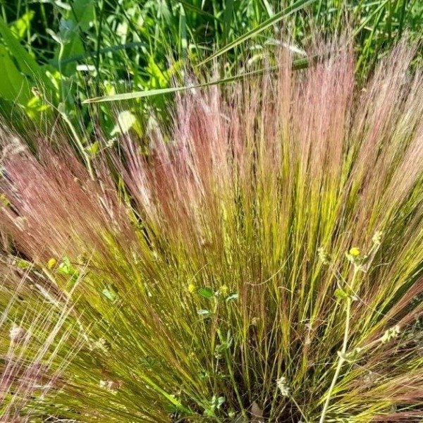 Producto - 30 Semillas Aristida spegazzinii