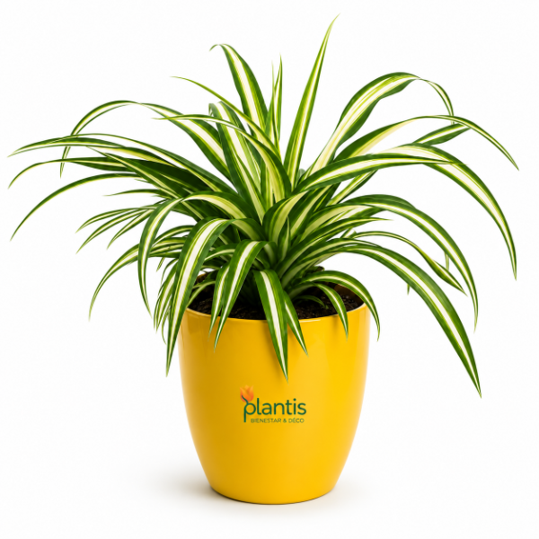 Producto - Lazo de Amor (Cinta) - Maceta T17