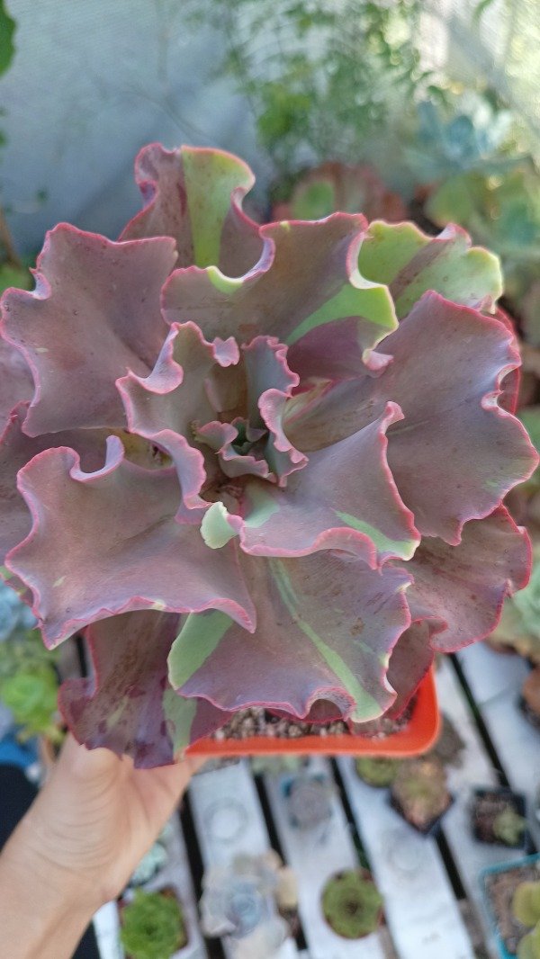 Producto - Echeveria Fury fire