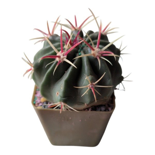 Miniatura de producto - 0