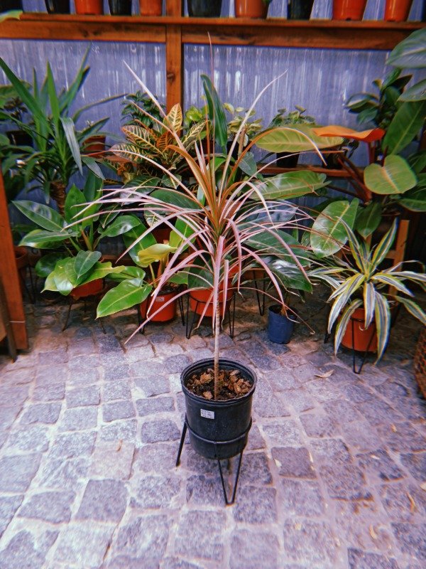 Producto - DRACAENA MARGINATA TRICOLOR