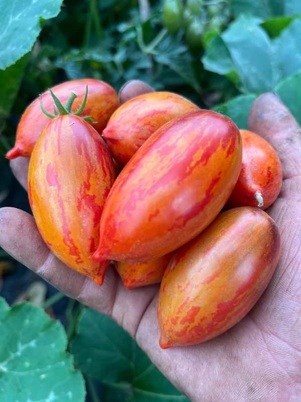 Producto - SEMILLAS DE TOMATE CHERRY E-GLUT CUENTO DE HADAS DWARF