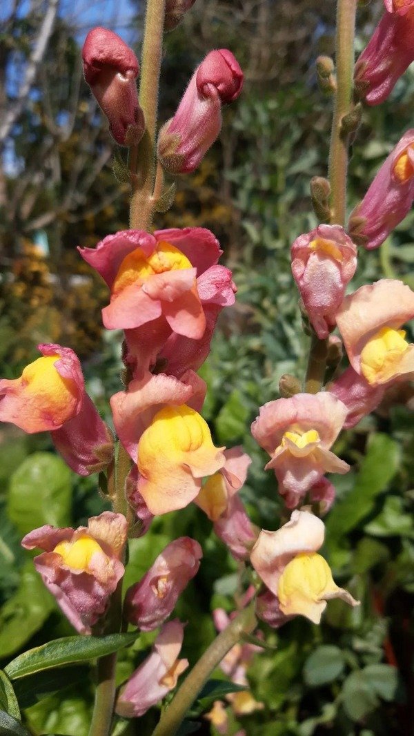 Producto - Semillas agroecologicas de conejitos mix