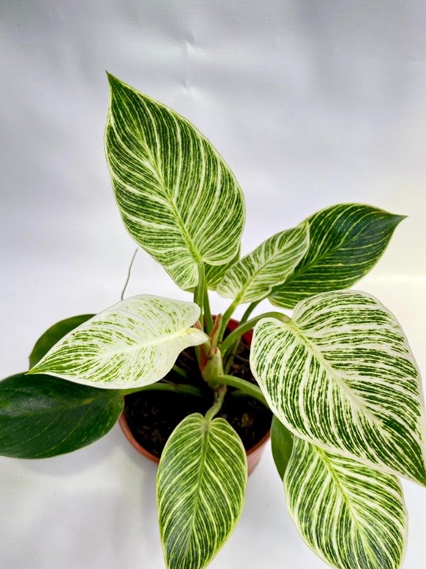 Producto - Philodendron Birkin en maceta n15