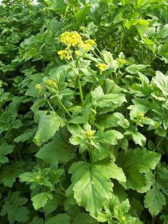 Producto - Mostaza Blanca Mediterránea (100 semillas)