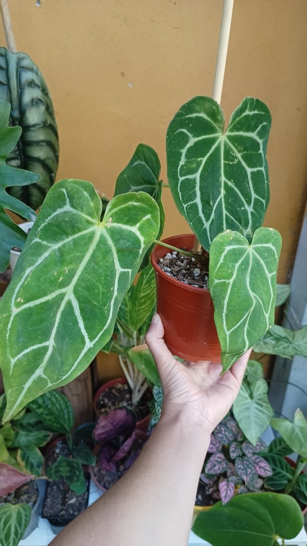 Producto - Anthurium Clarinervum