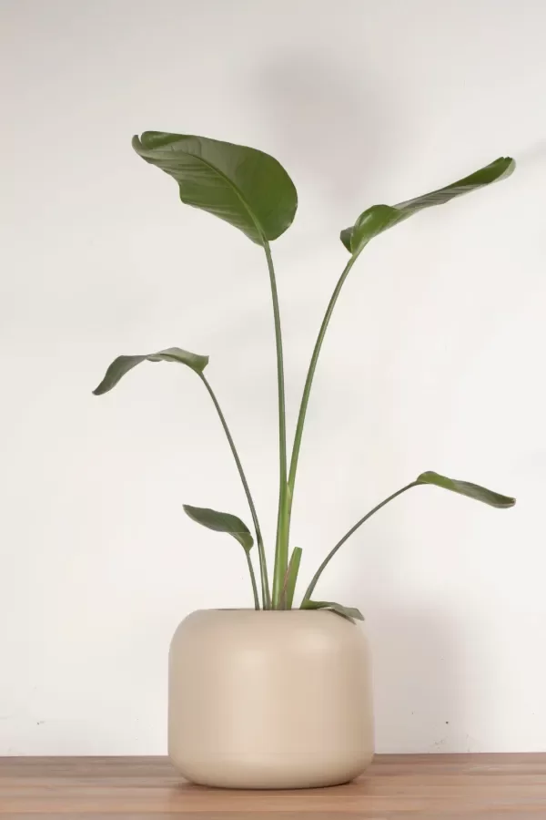 Producto - GARDENA BAJA