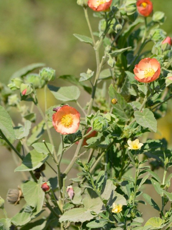 Producto - MALVA ROSA (CALLIANTHE PAUCIFLORA)