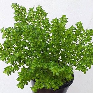 Producto - Pilea microphylla (Helecho arroz)