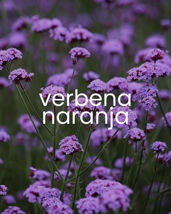 Producto - Esencia Verbena Naranja