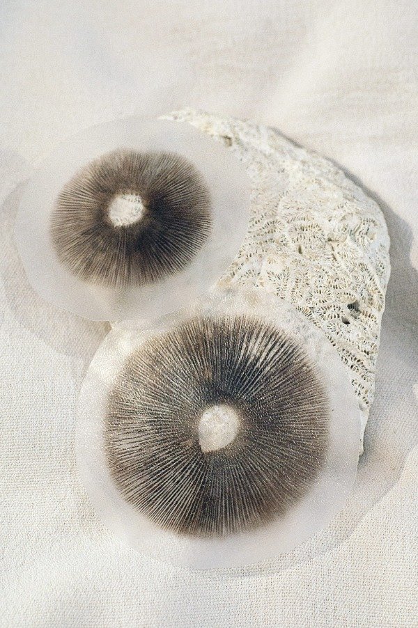 Producto - Sellos de esporas + guía simple de cultivo