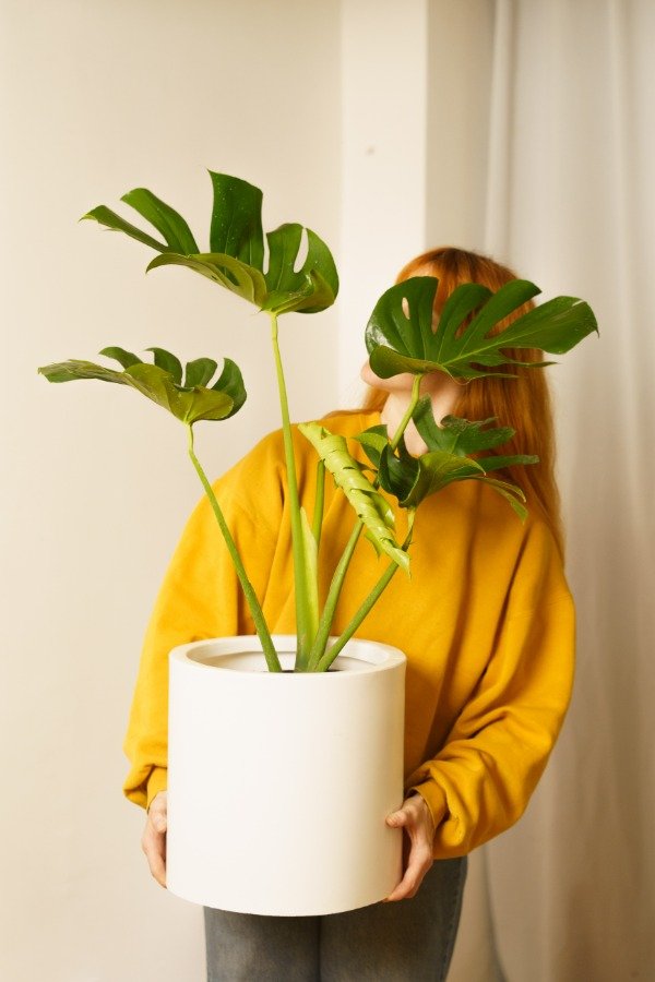 Producto - Monstera Grande