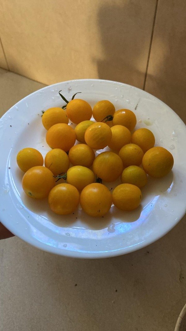 Producto - Plantin Agroecologico de cherry millerfluer