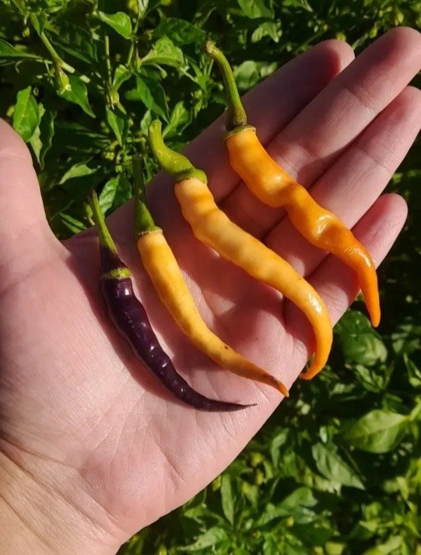 Producto - 15 Semillas de Ají Buena Mulata - 1