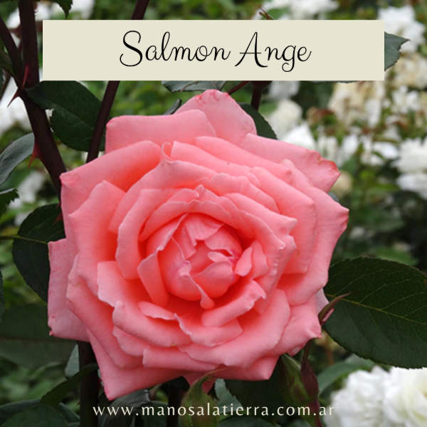 Producto - Rosal Salmon Ange