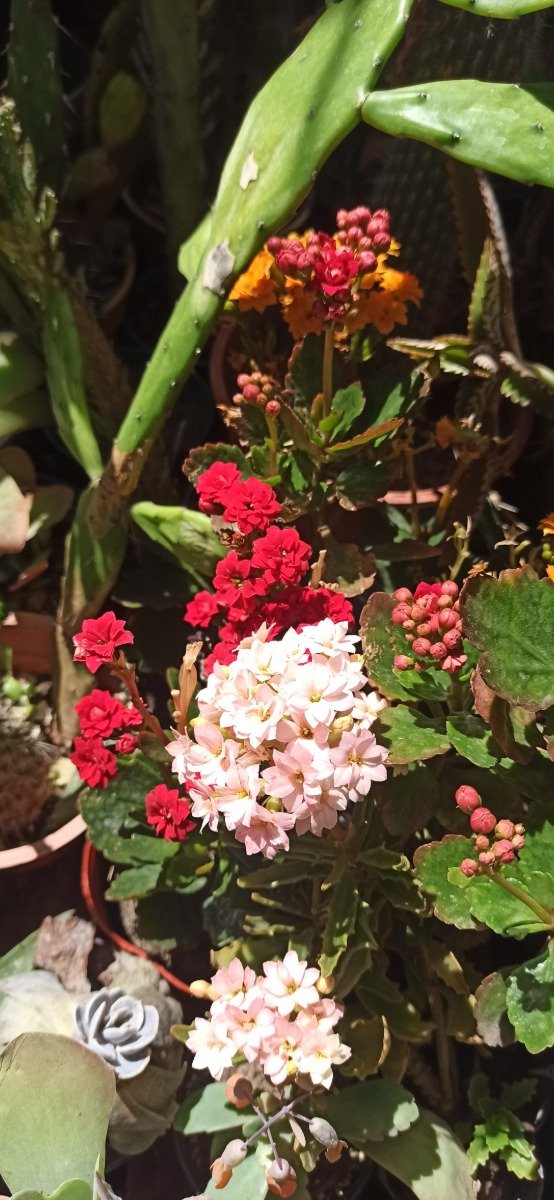 Producto - Kalanchoe blossfeldiana