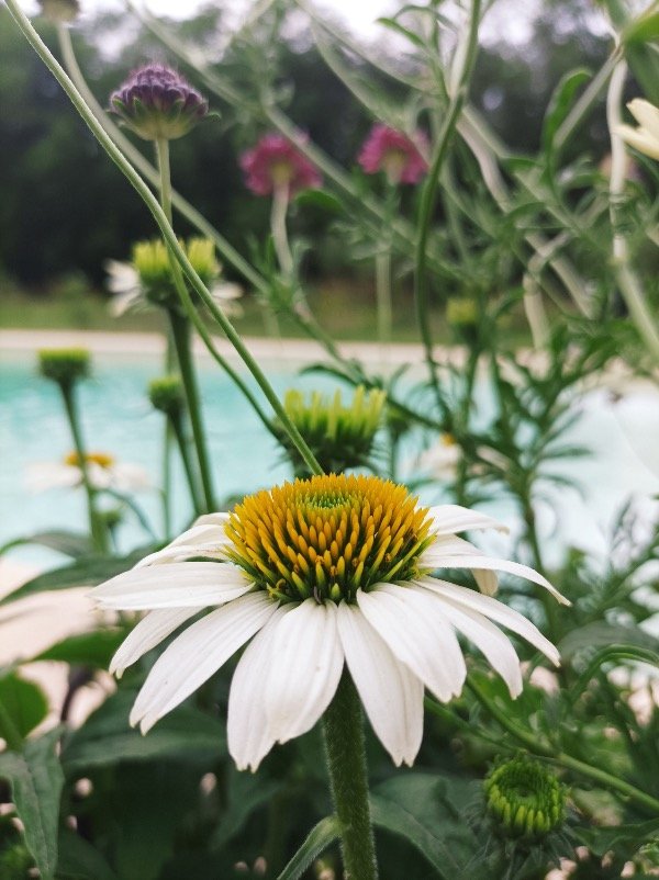 Producto - ECHINACEA WHITE SWAN