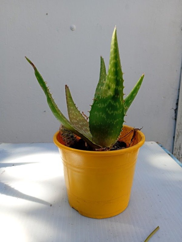 Producto - aloe vera sabila maceta n12 clasica