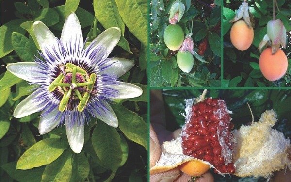 Producto - Passiflora caerulea - Mburucujá