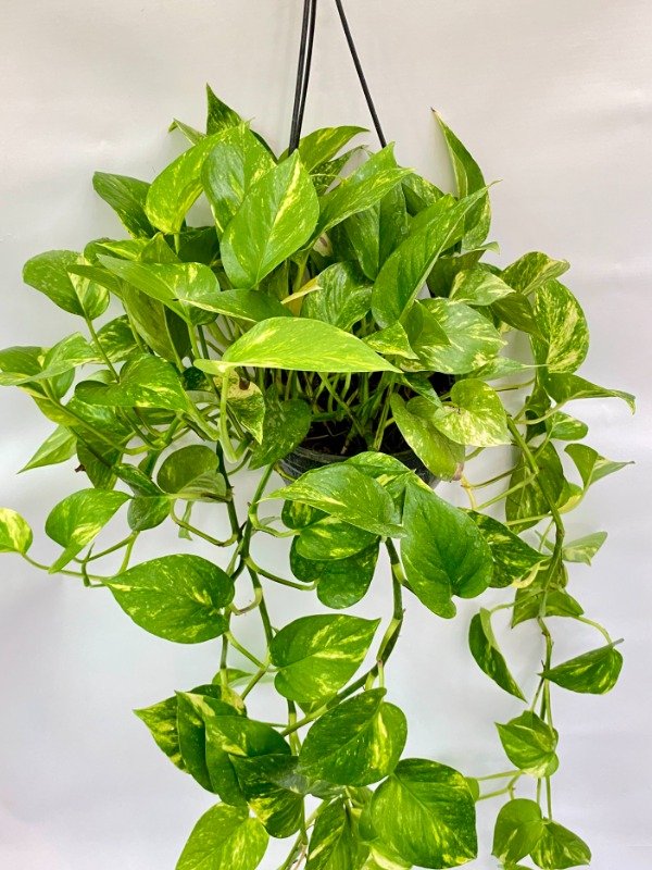 Producto - Potus en bols numero 18