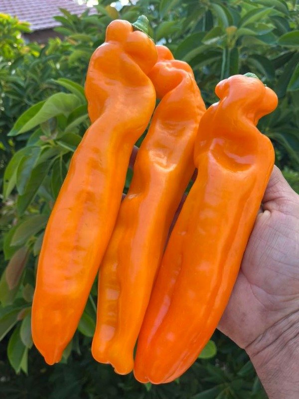 Producto - SEMILLAS DE PIMIENTO DULCE DE PALERMO AJI NARANJA LARGO