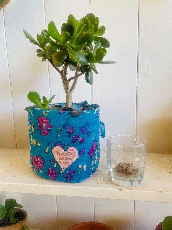 Producto - Jade en maceta estampada en Flores