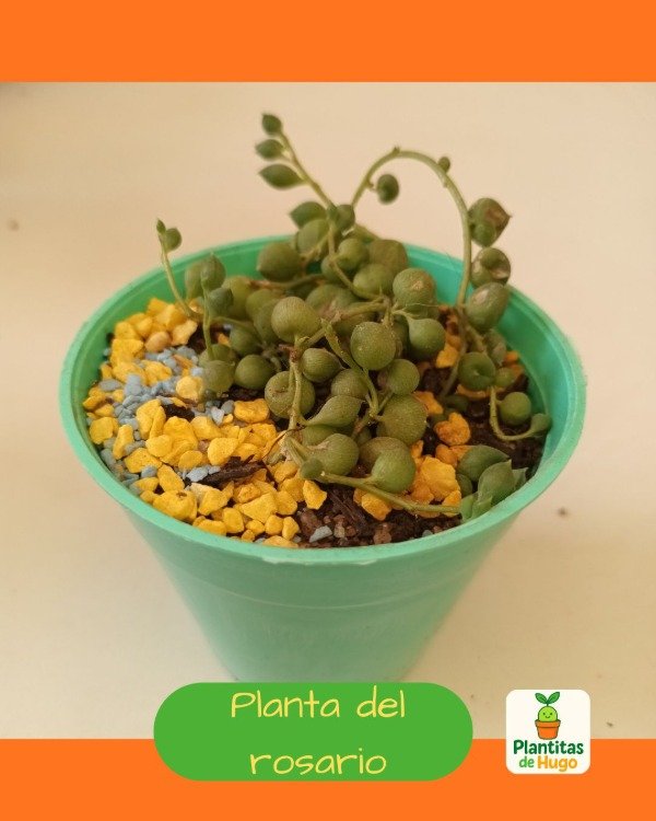 Producto - Planta del rosario o collar de perlas (Senecio rowleyanus)