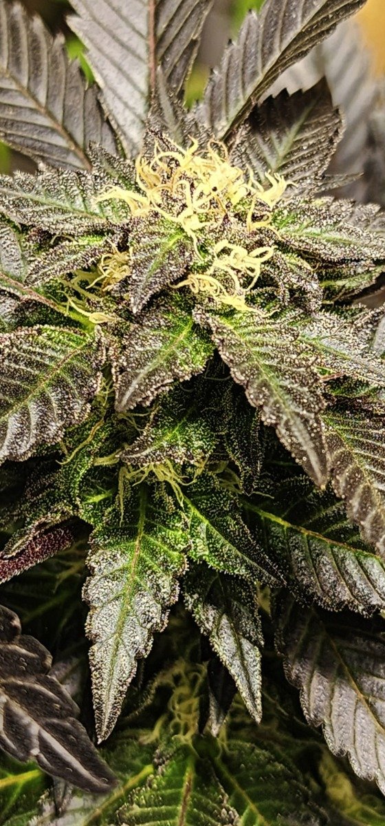 Producto - URKLE BUBBA