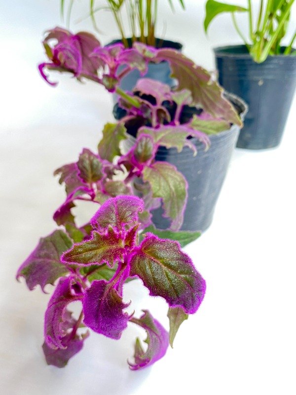 Miniatura de producto - 3