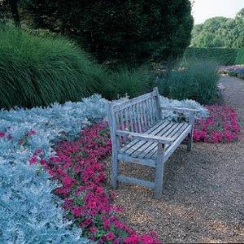 Producto - Semillas De Cineraria Maritima (cenizas De Plata) - 3