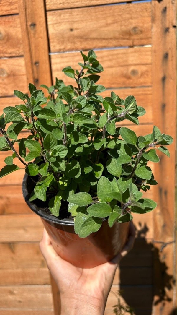 Producto - Oregano - 0