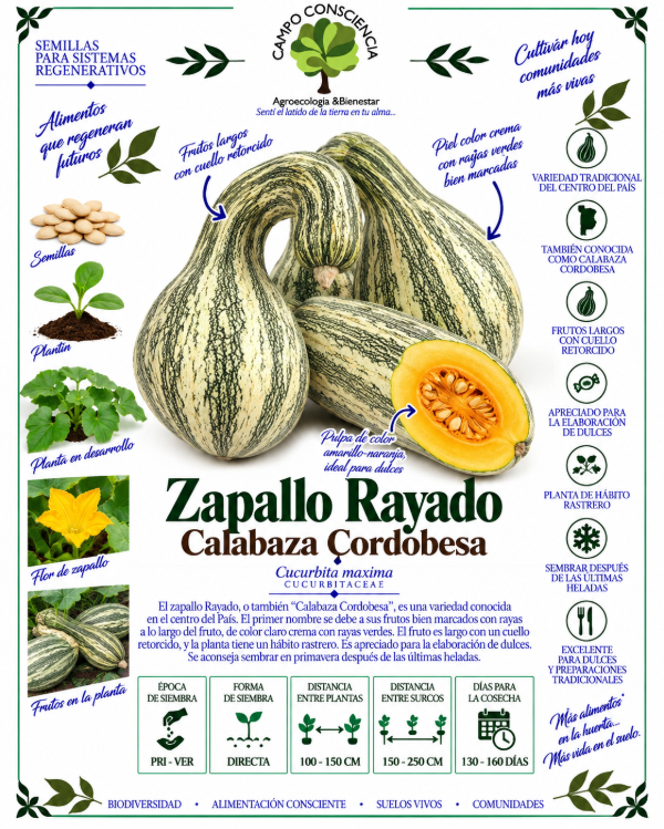 Producto - Zapallo Rayado - Semillas Agroecológicas