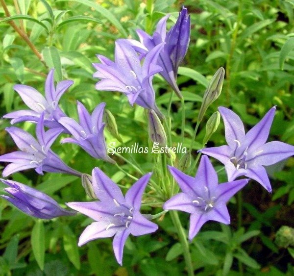Producto - Bulbos de Brodiaea Queen Fabiola / Triteleia (Pack x 5 bulbos)